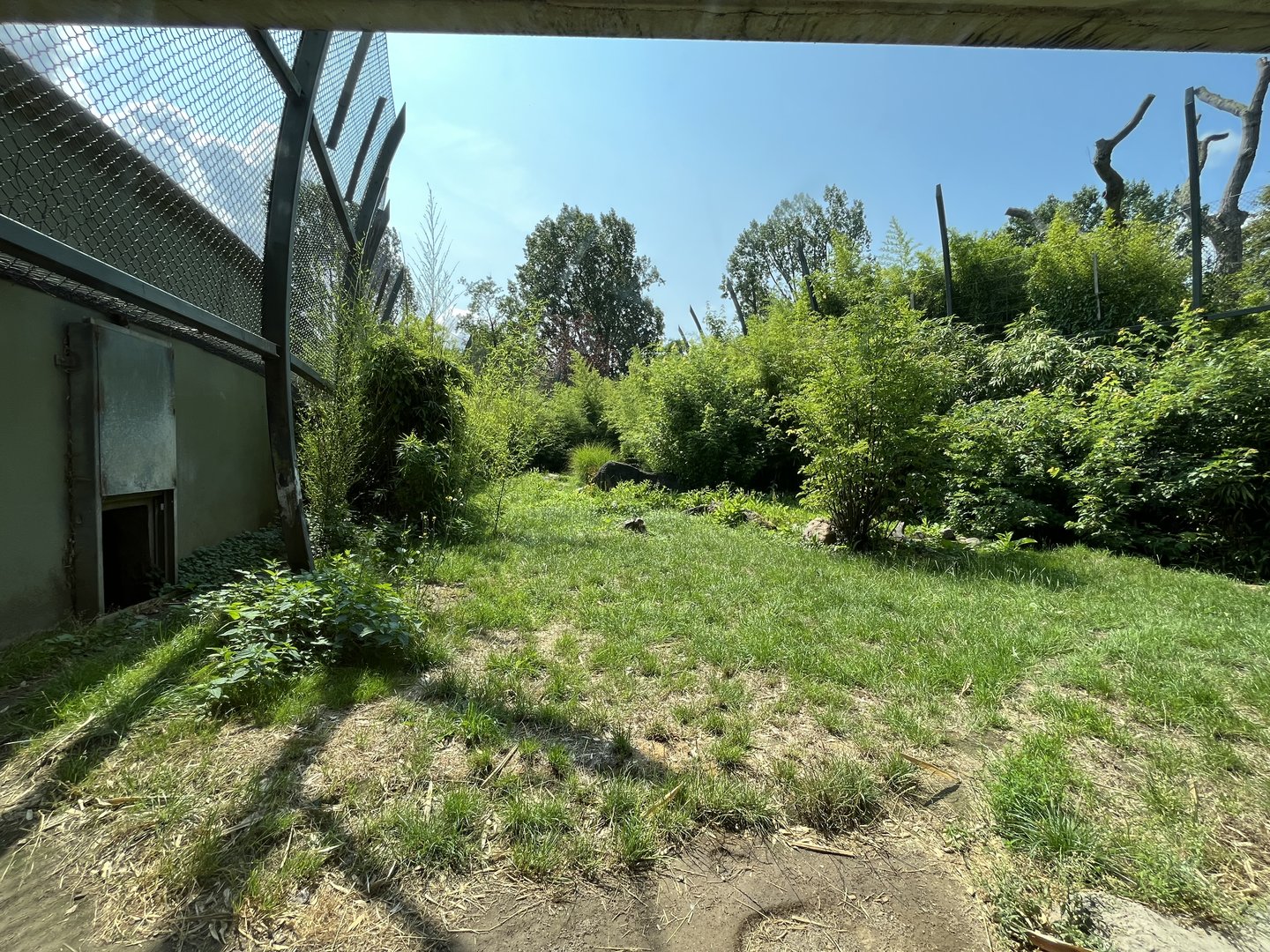 Asia- Sumatran tiger enclosure 13.7.23