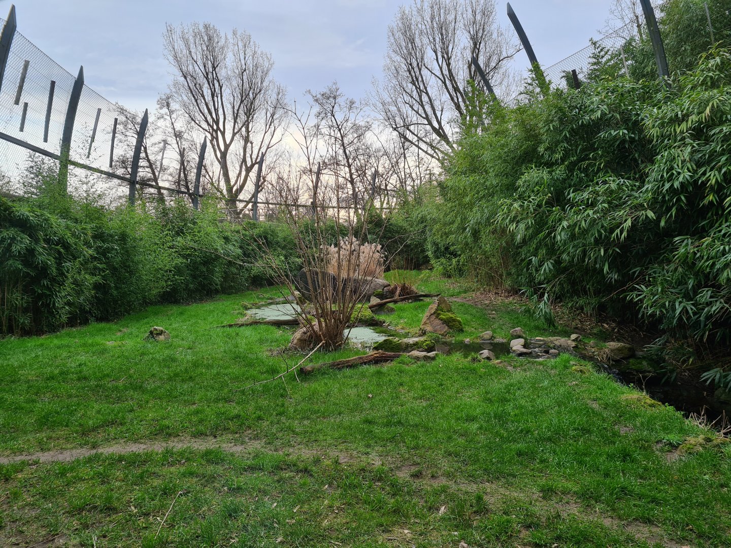 Asia - Sumatran tiger enclosure (Right half)