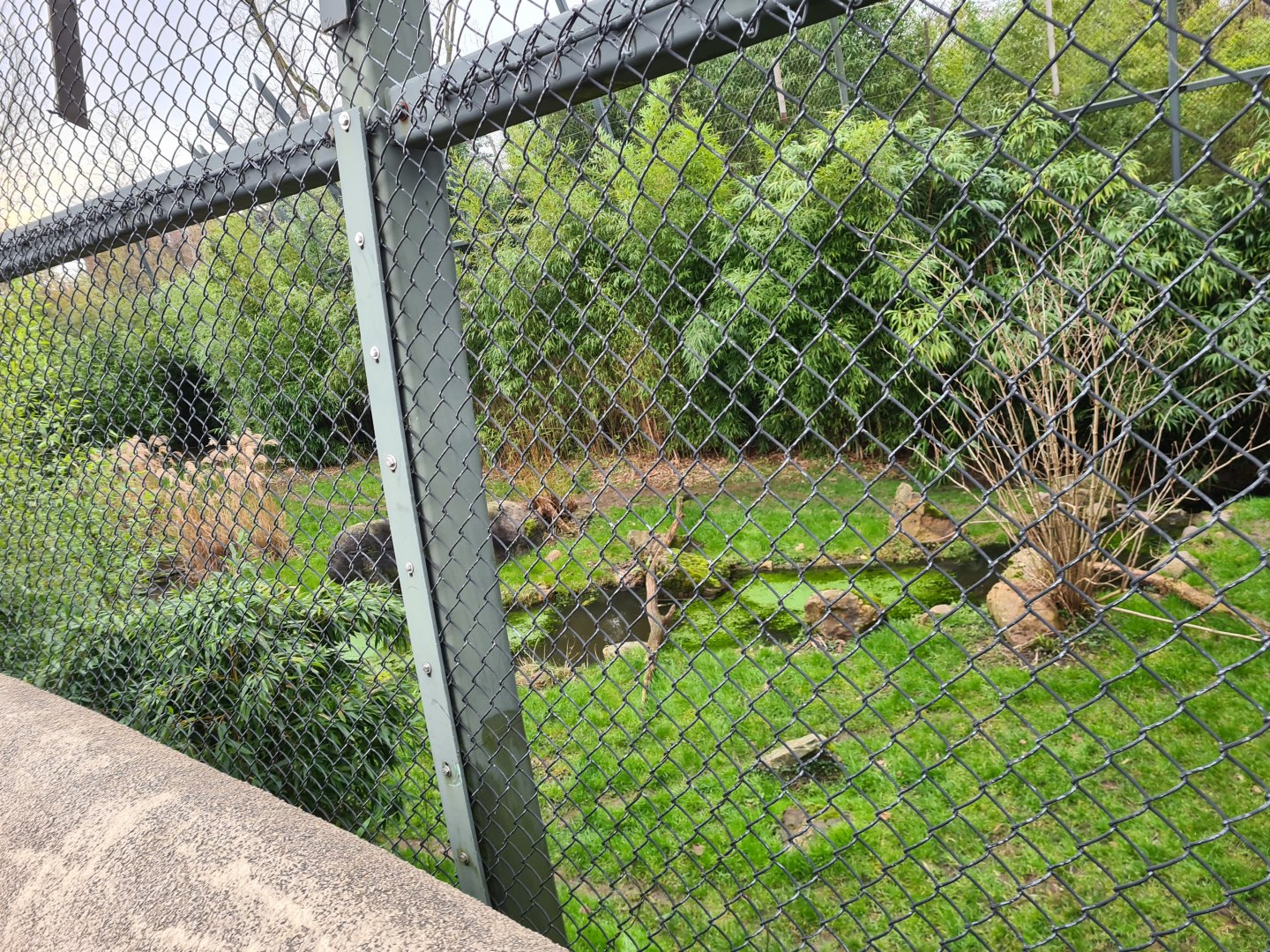 Asia - Sumatran tiger enclosure