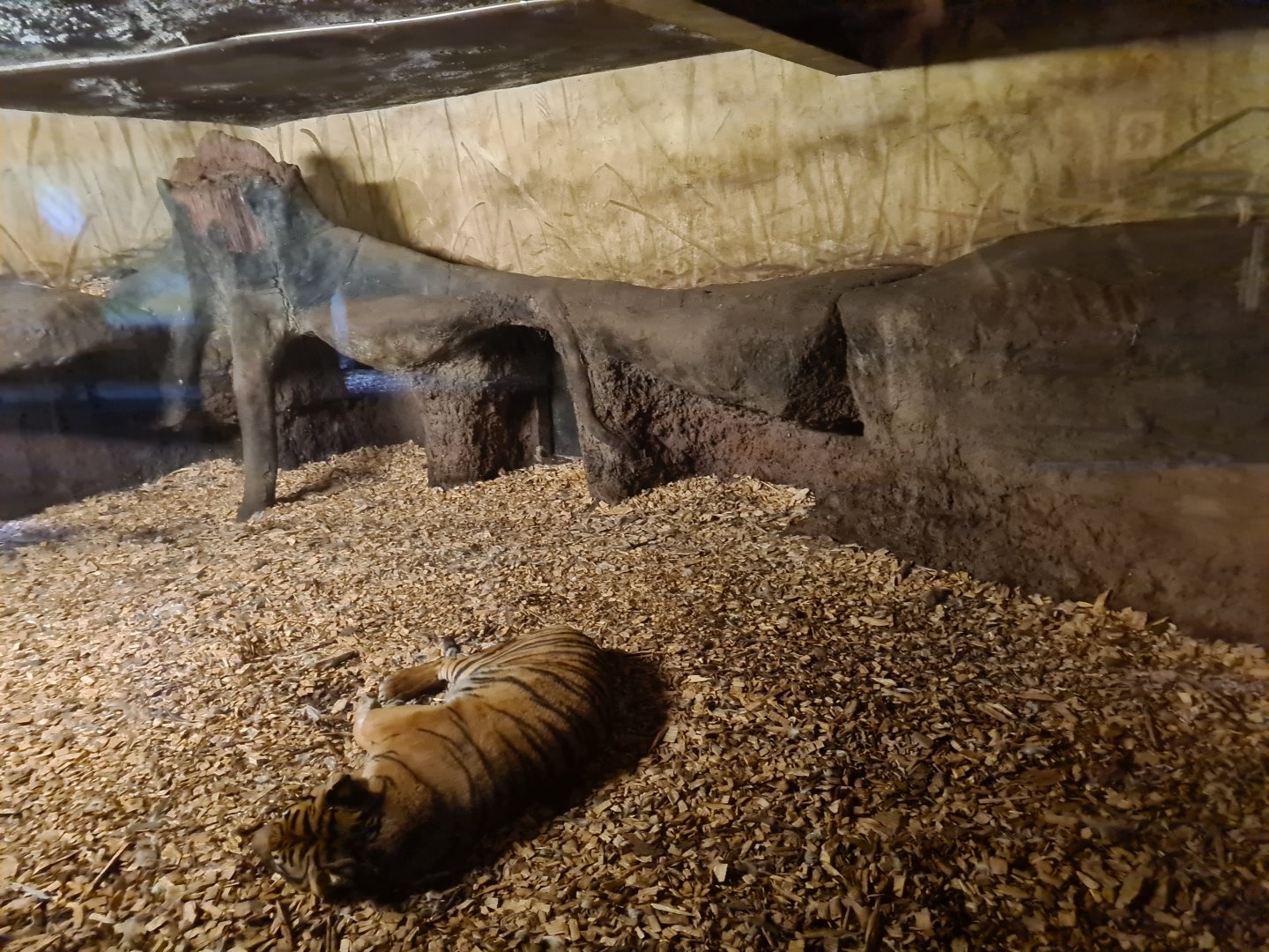 Asia - Sumatran tiger indoor holding