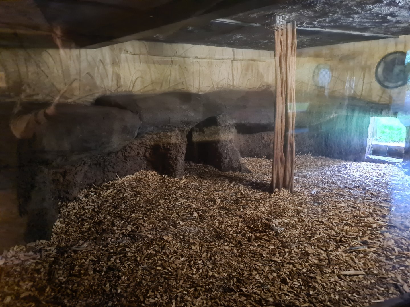 Asia - Sumatran tiger indoor holding