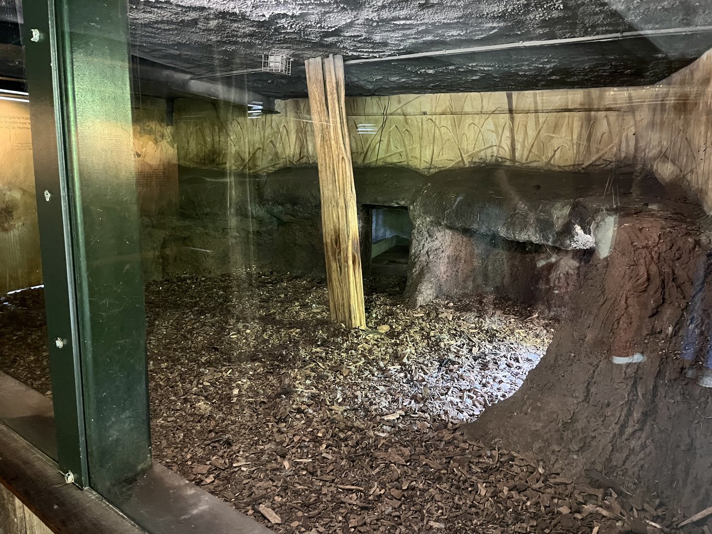 Asia- Sumatran tiger indoors 13.7.23