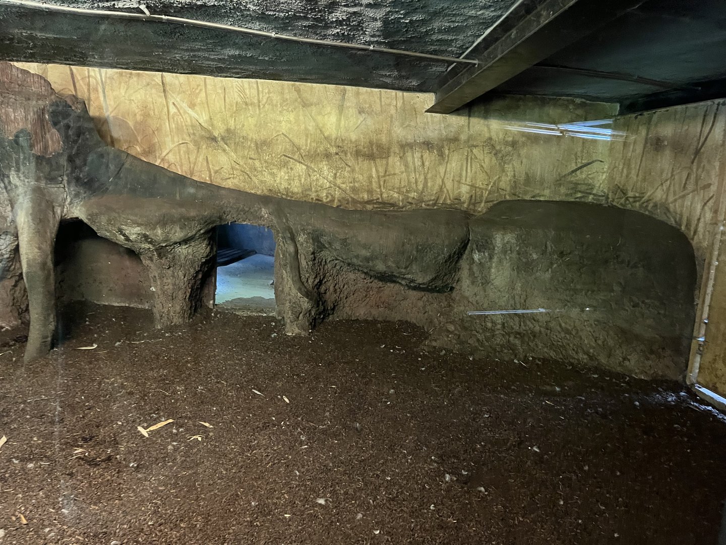 Asia- Sumatran tiger indoors 13.7.23