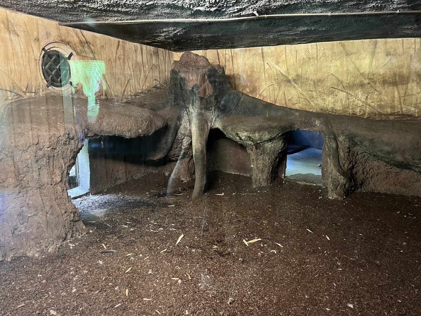 Asia- Sumatran tiger indoors 13.7.23