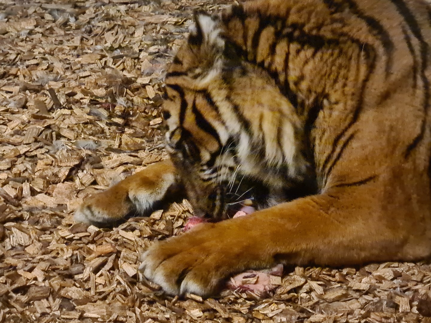 Asia - Sumatran tiger with lunch