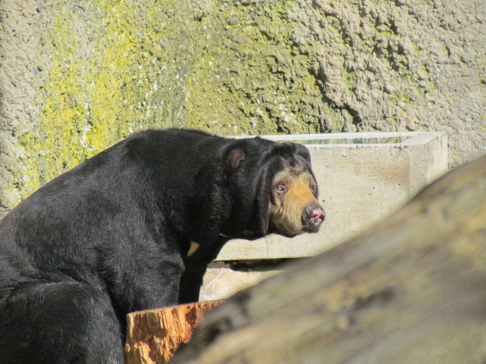 Asia - Sun Bears