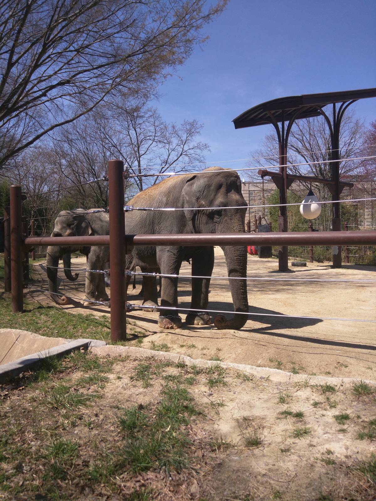 Asia Trail - Asian Elephant - Shanti