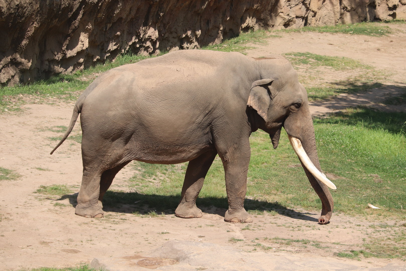 Asia Trail - Asian Elephant - Spike
