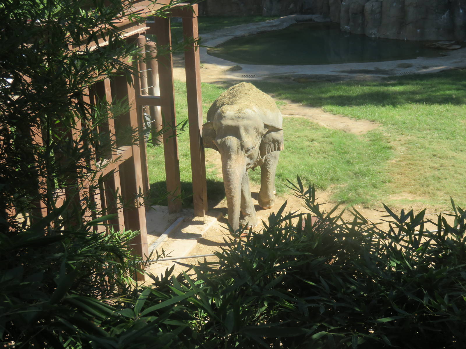 Asia Trail - Asian Elephant