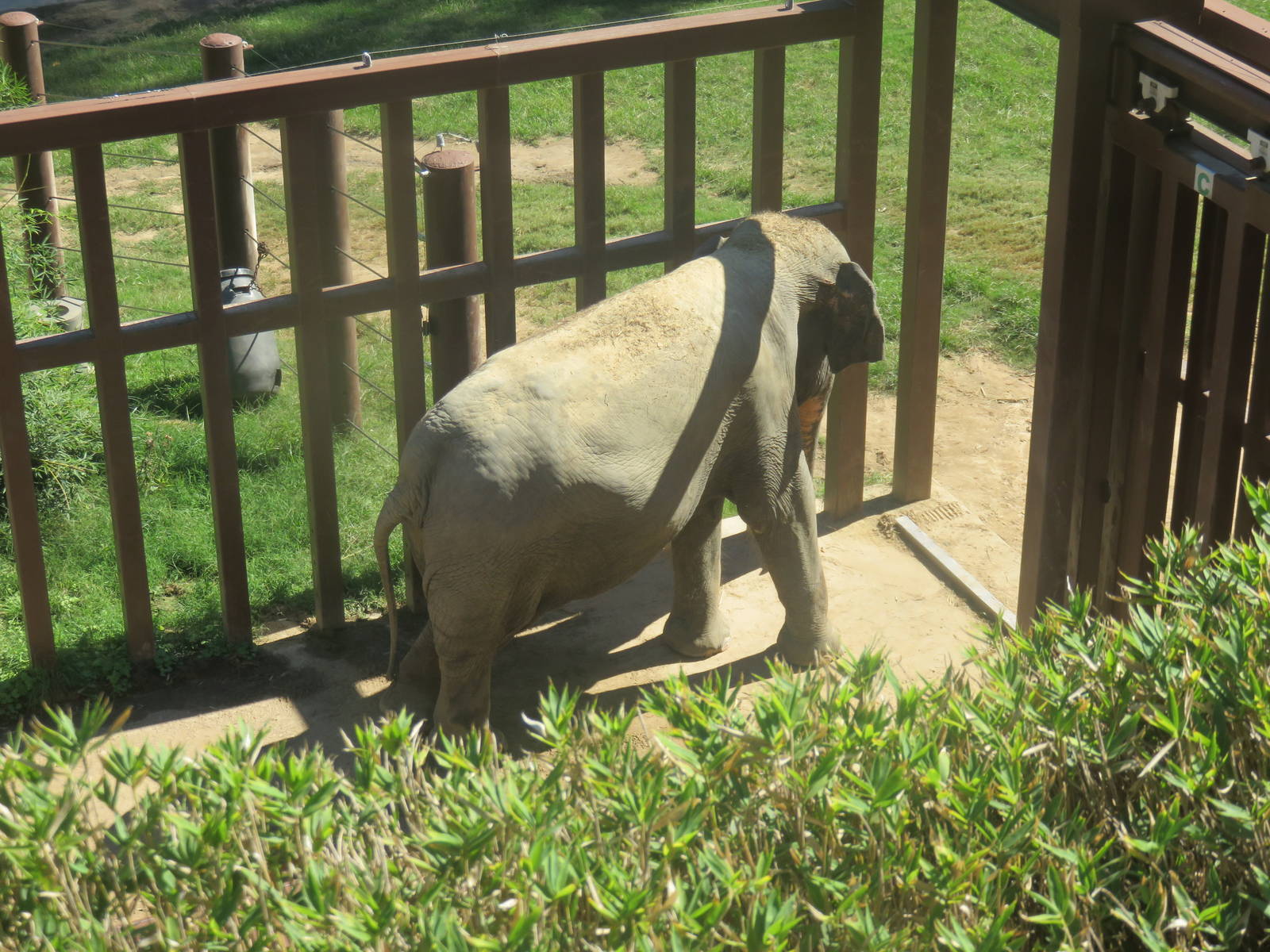 Asia Trail - Asian Elephant