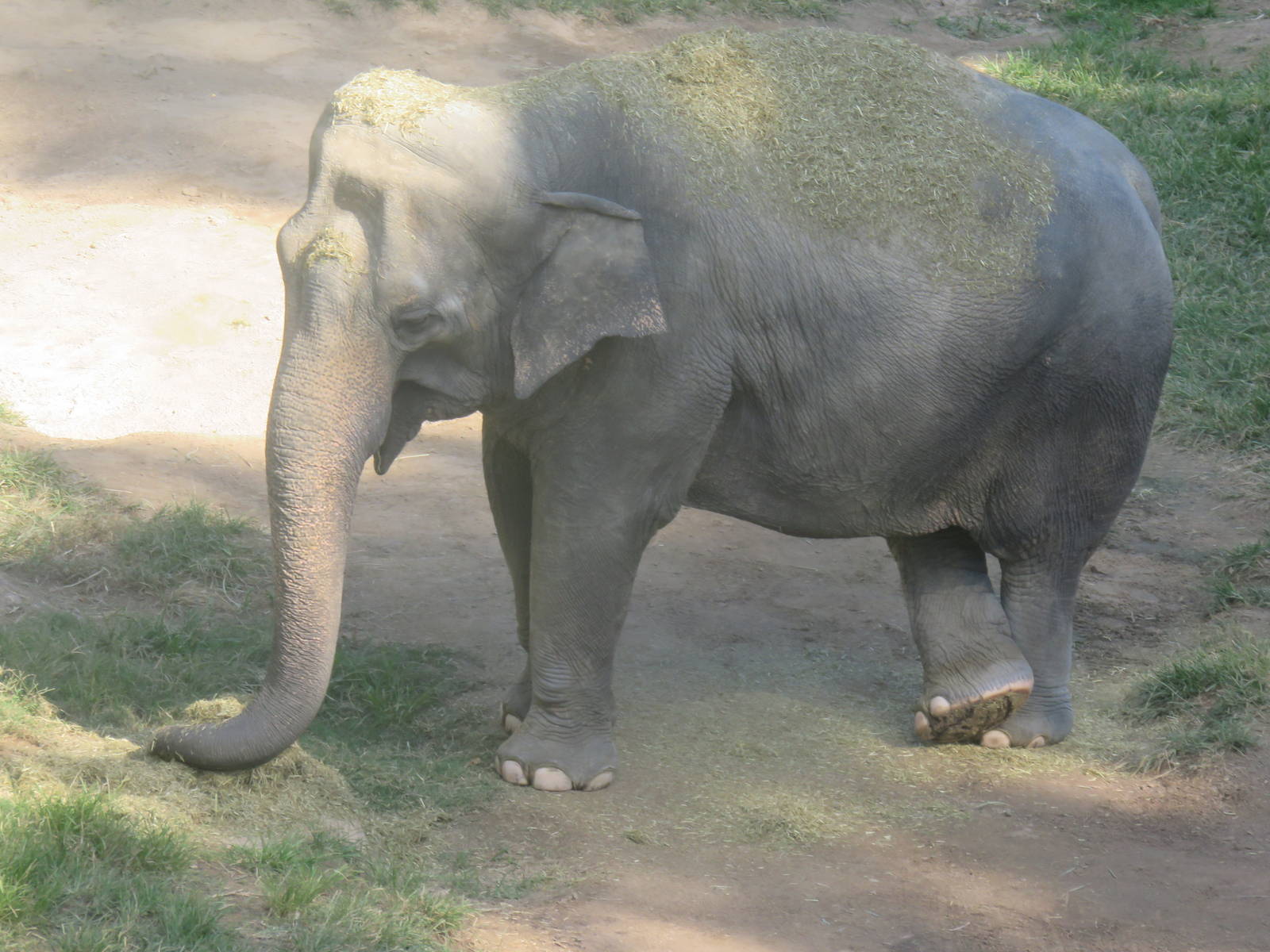 Asia Trail - Asian Elephant