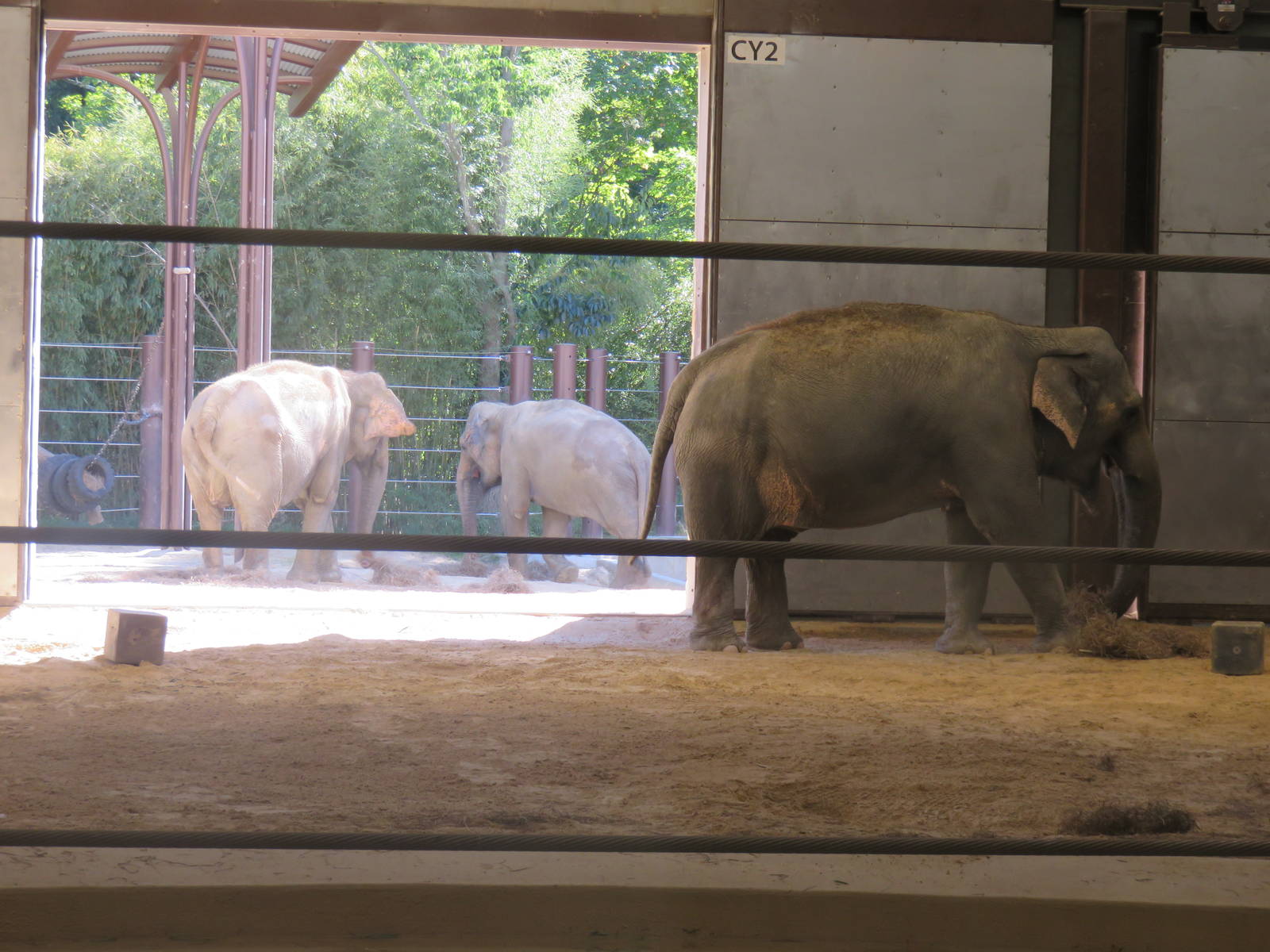 Asia Trail - Asian Elephant