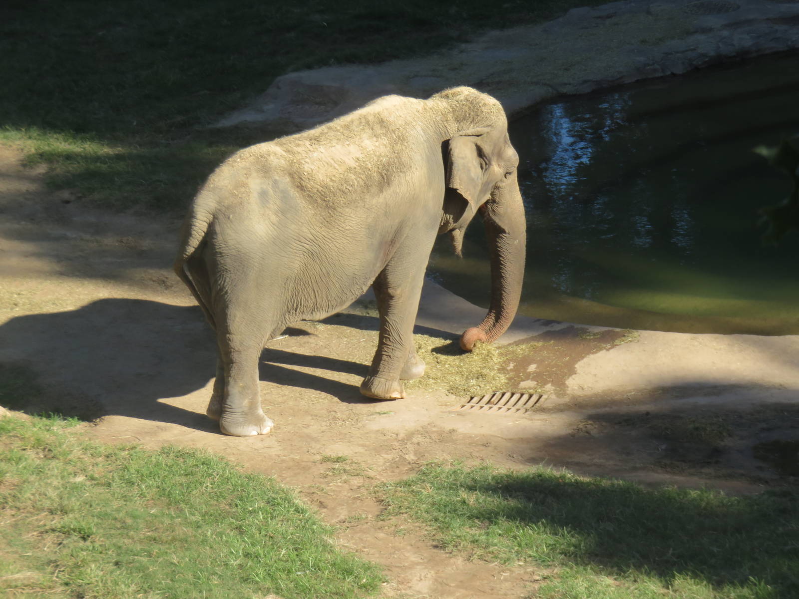 Asia Trail - Asian Elephant