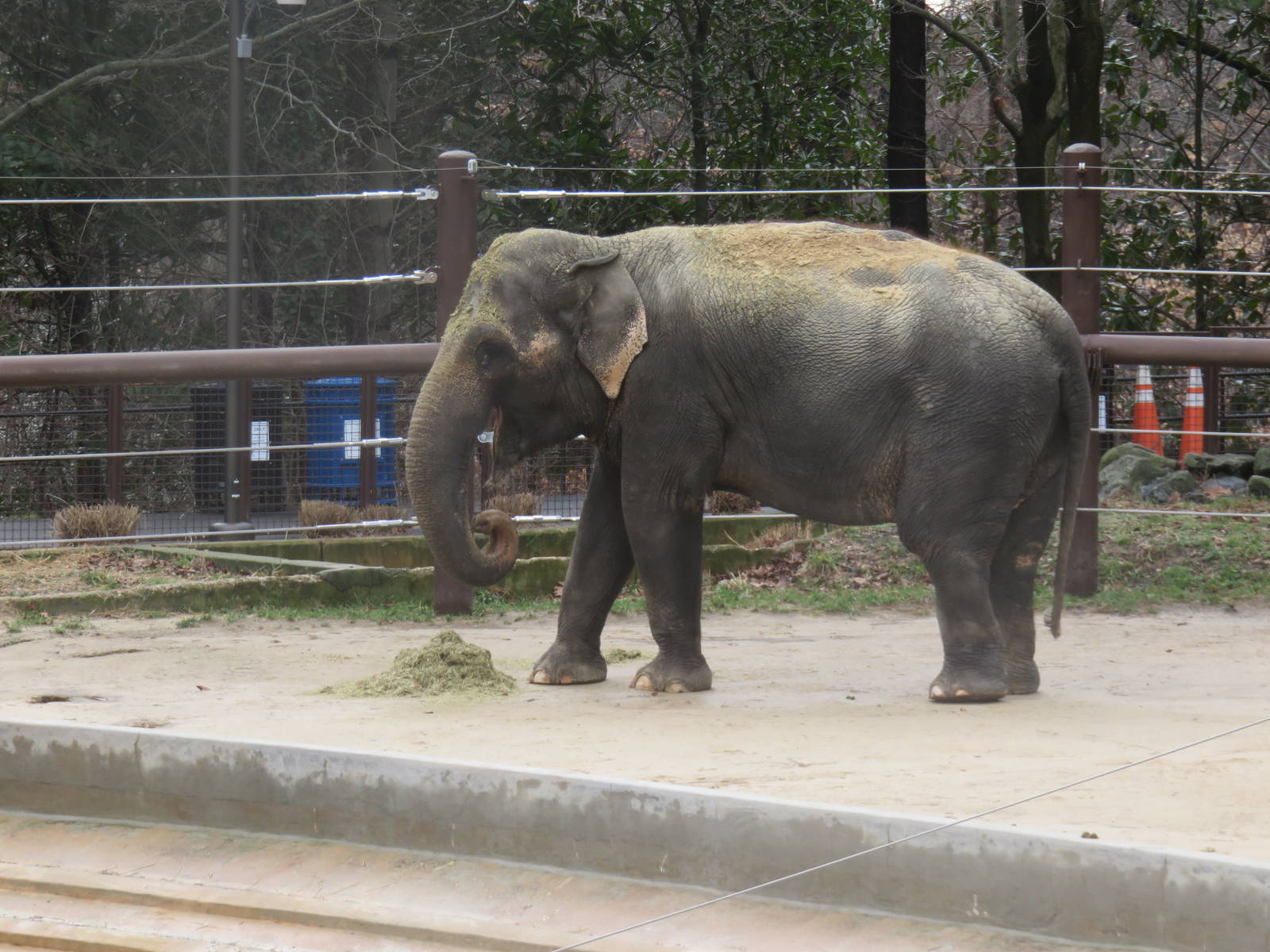 Asia Trail - Asian Elephant