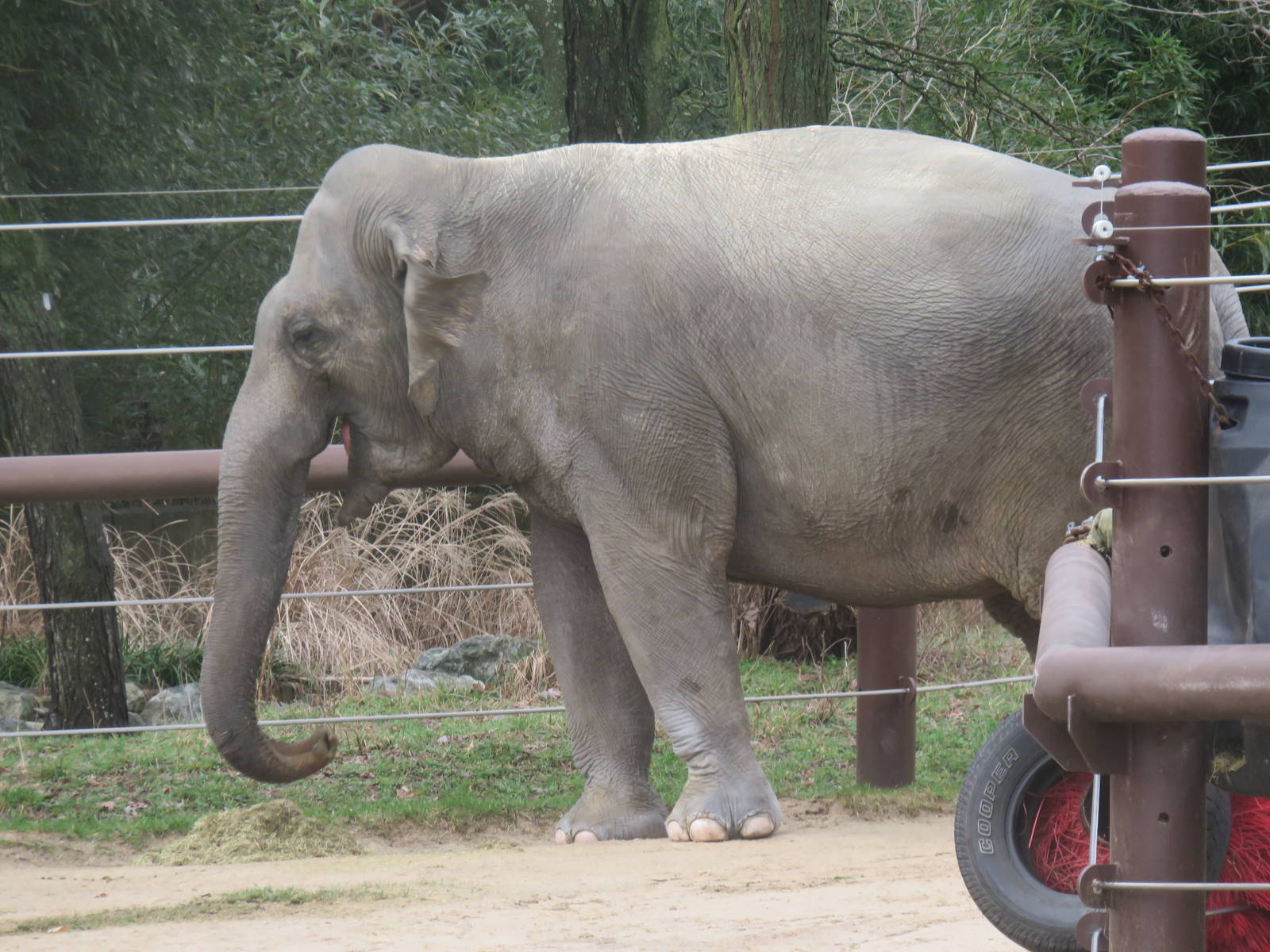 Asia Trail - Asian Elephant