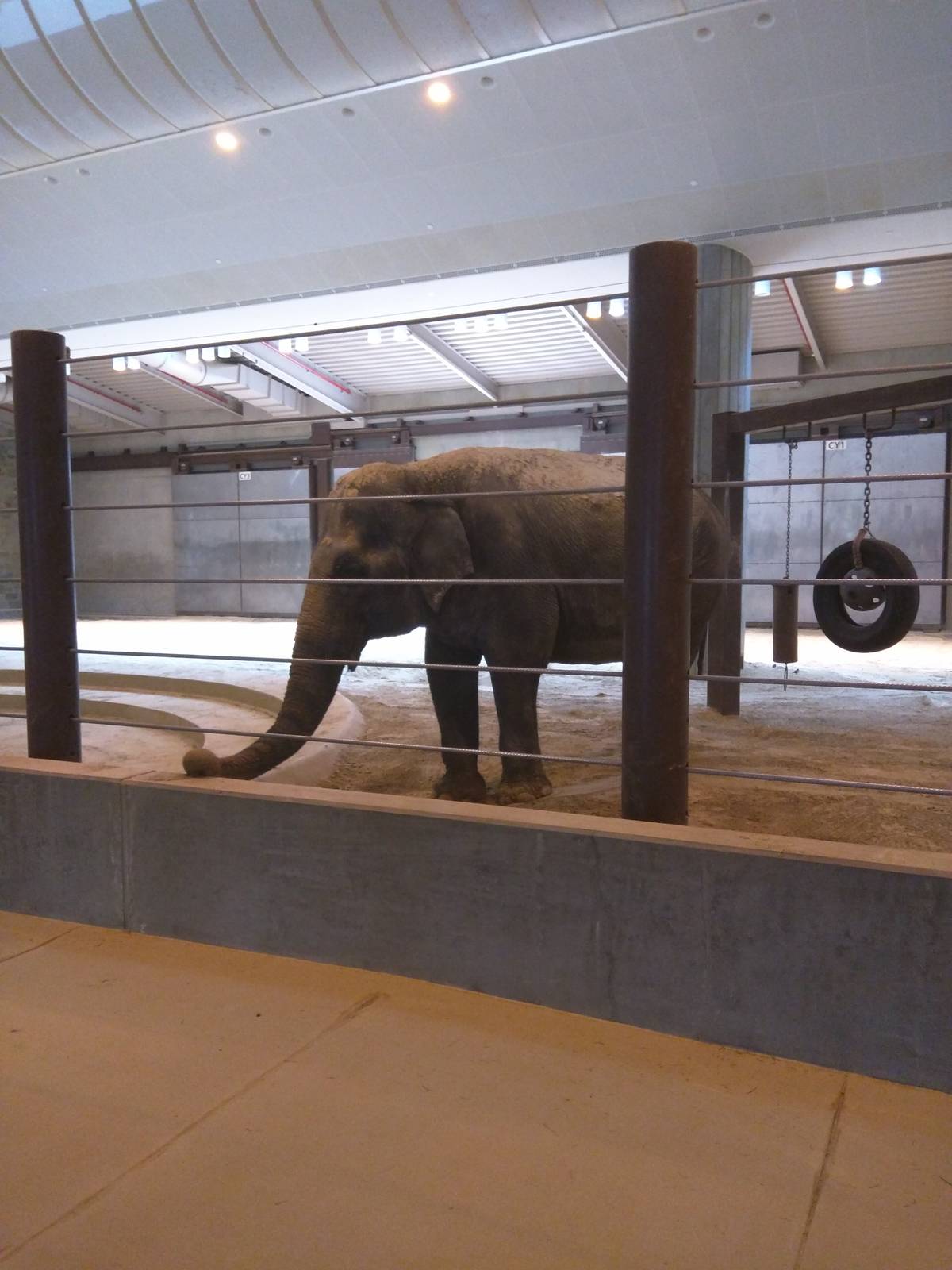 Asia Trail - Asian Elephant