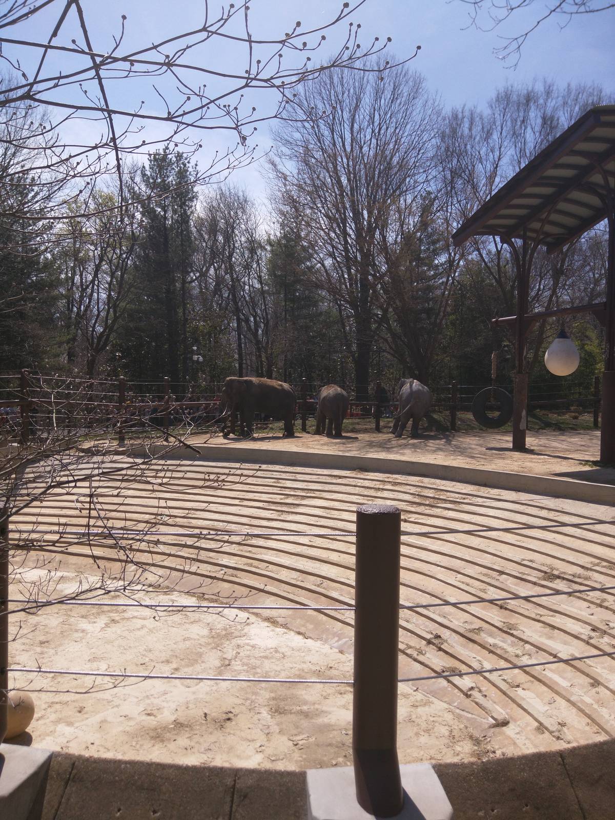 Asia Trail - Asian Elephant