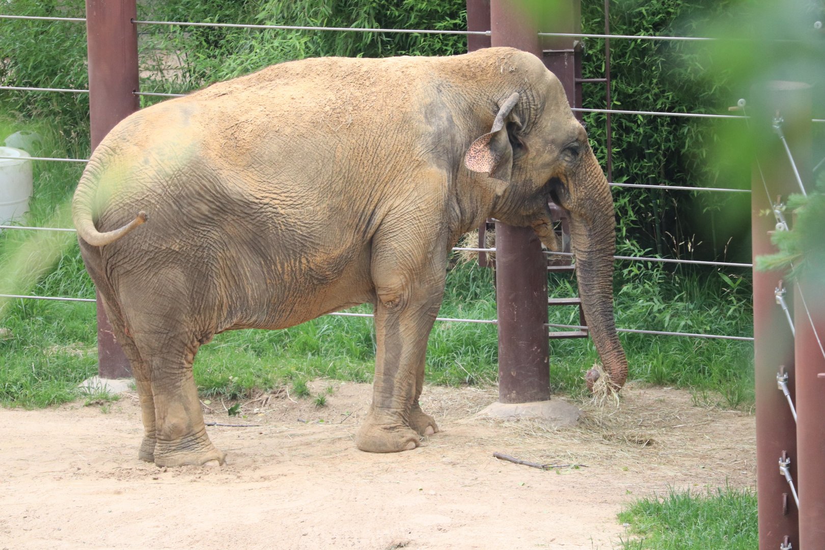 Asia Trail - Asian Elephant