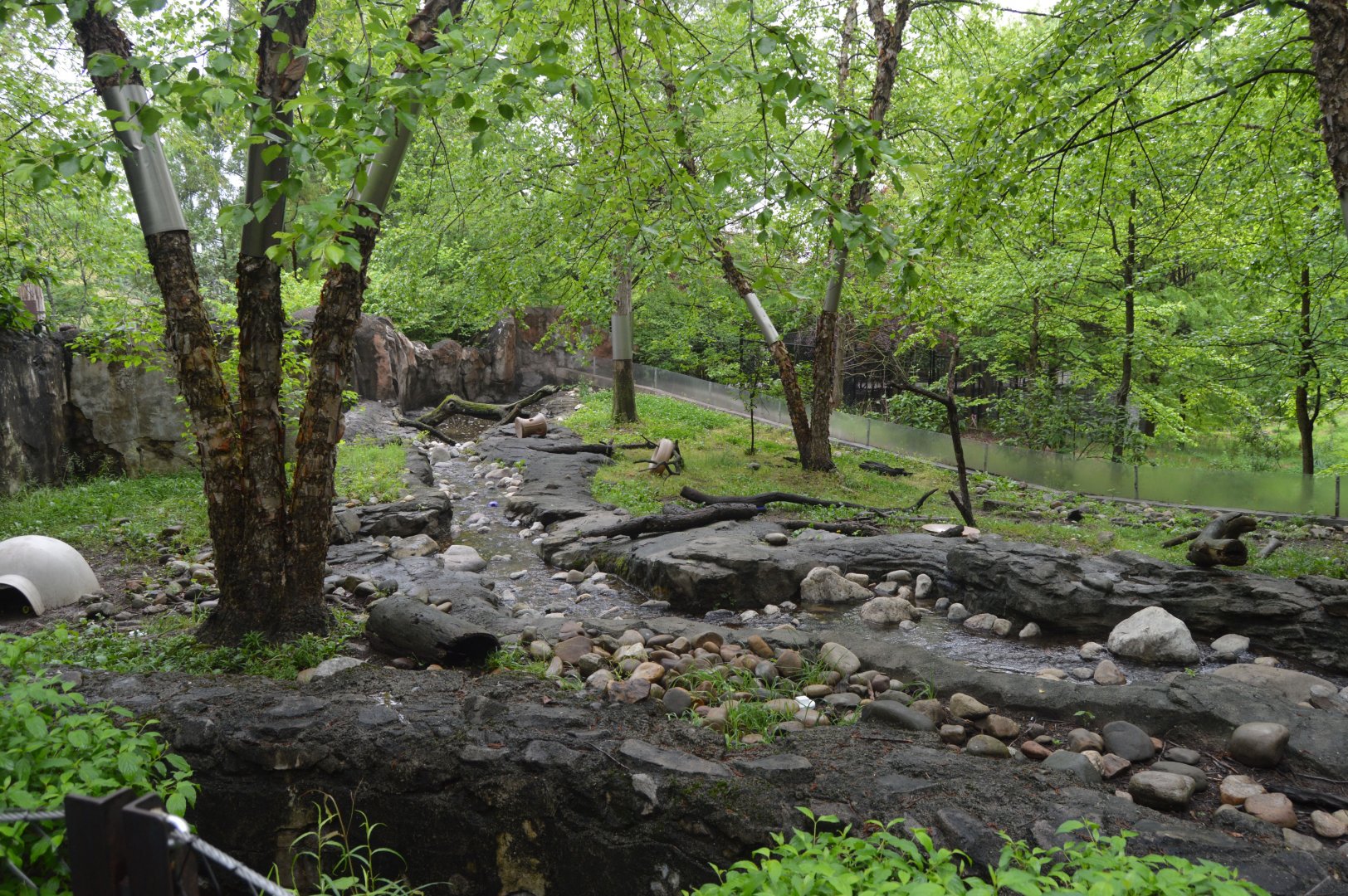 Asia Trail - Asian Small-clawed Otter (Aonyx cinereus) Exhibit