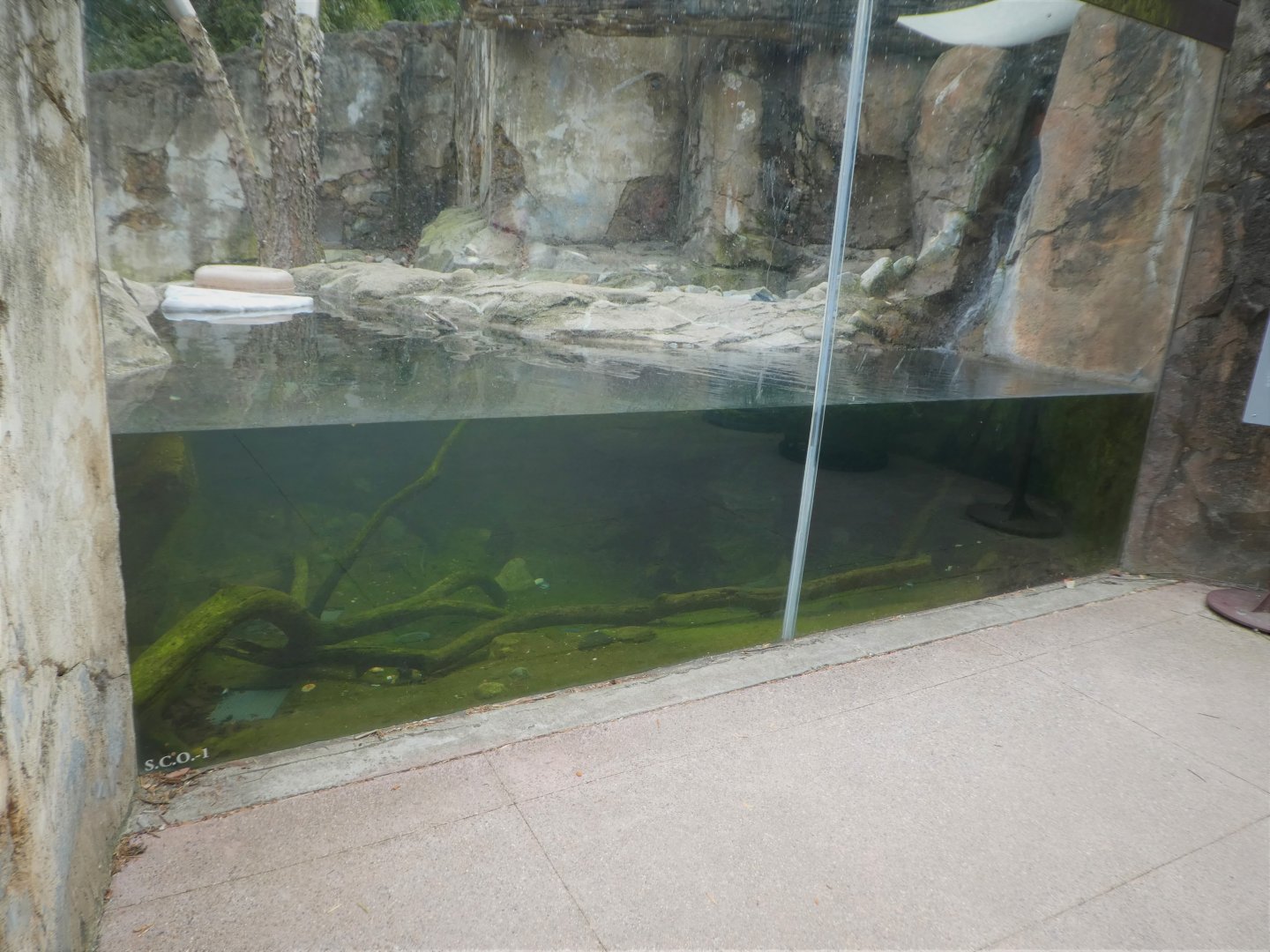 Asia Trail - Asian Small-clawed Otter Exhibit Underwater Viewing