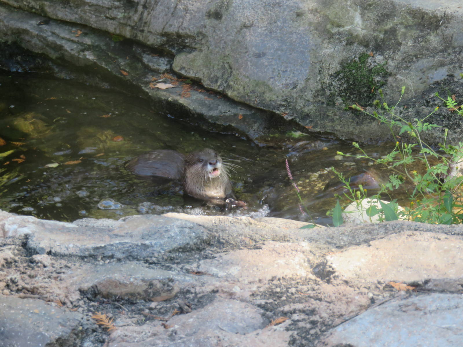 Asia Trail - Asian Small Clawed Otter