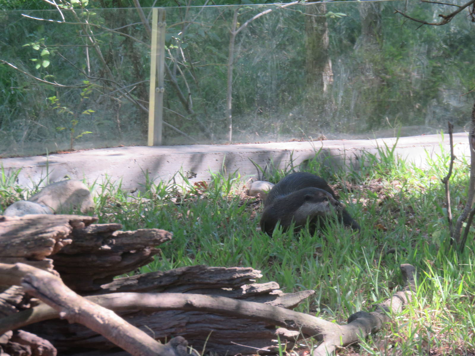 Asia Trail - Asian Small Clawed Otter