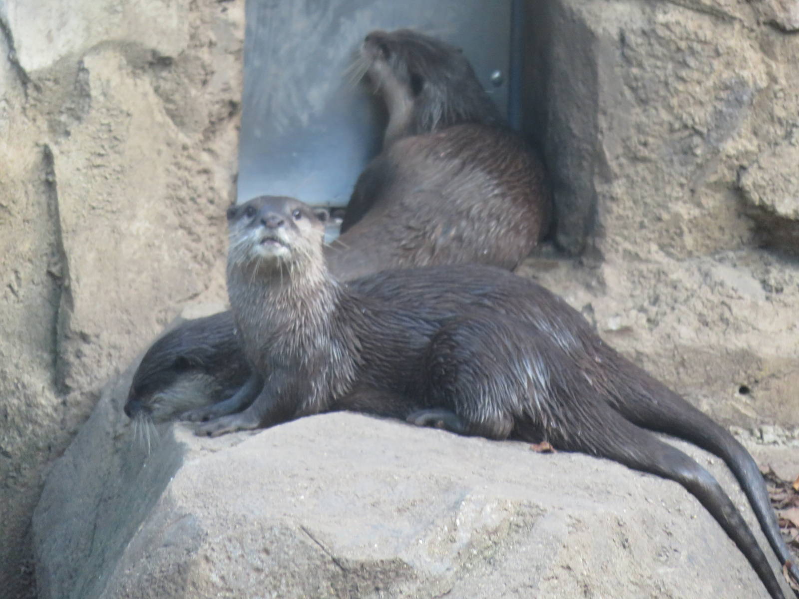 Asia Trail - Asian Small Clawed Otter