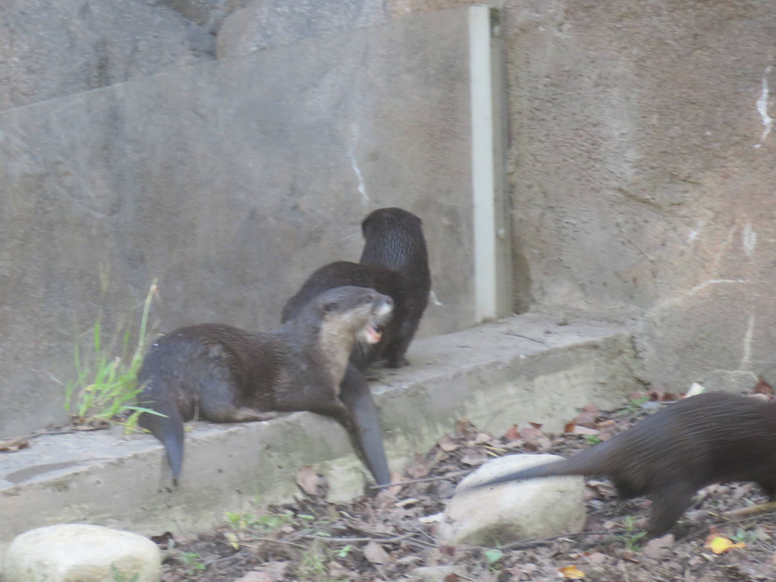 Asia Trail - Asian Small Clawed Otter