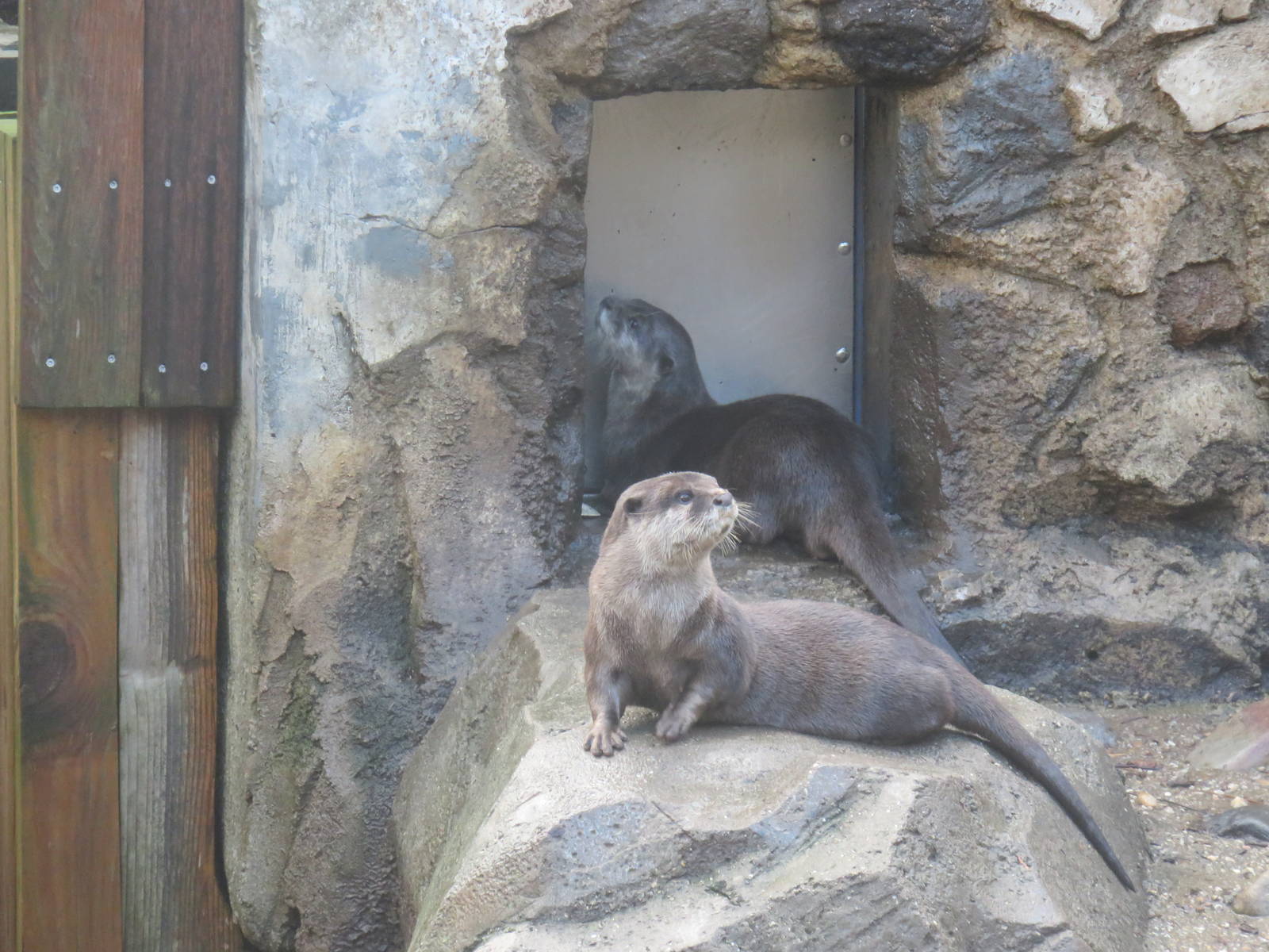 Asia Trail - Asian Small Clawed Otter