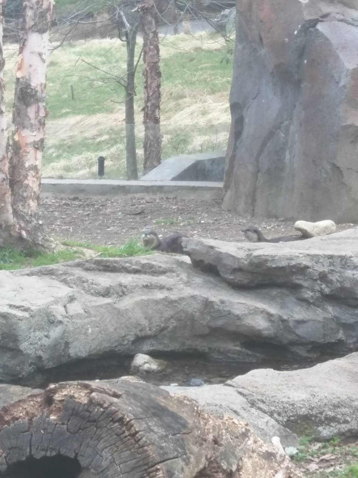 Asia Trail - Asian Small Clawed Otter