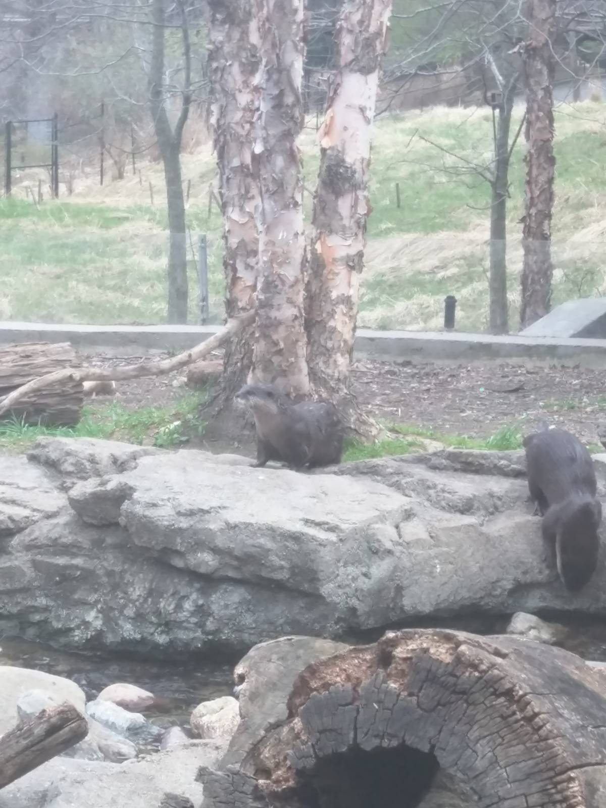 Asia Trail - Asian Small Clawed Otter