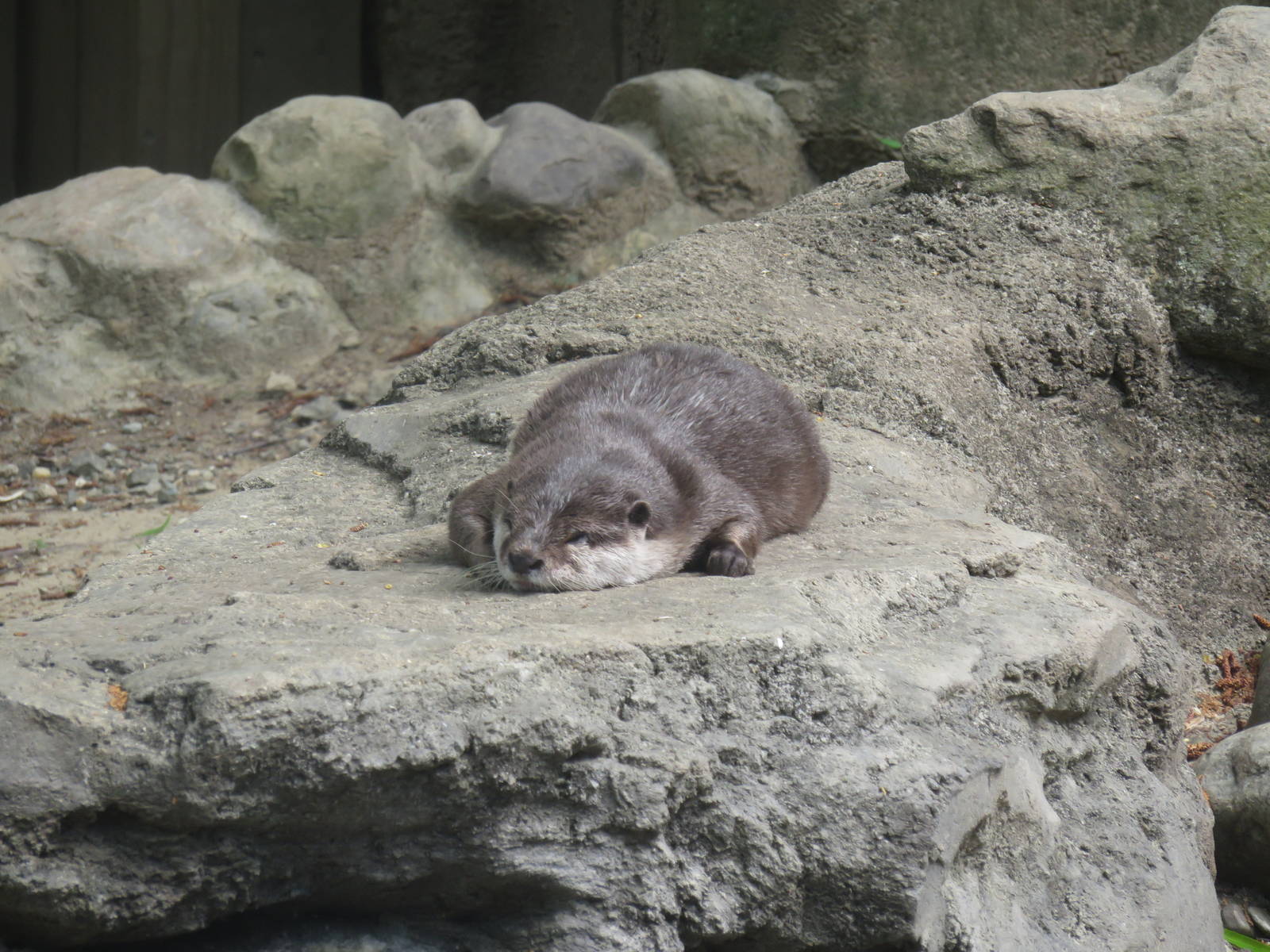 Asia Trail - Asian Small Clawed Otter