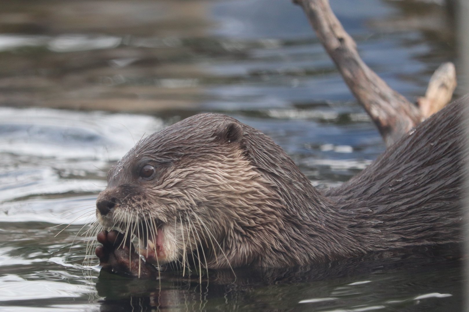 Asia Trail - Asian - Small-Clawed Otter