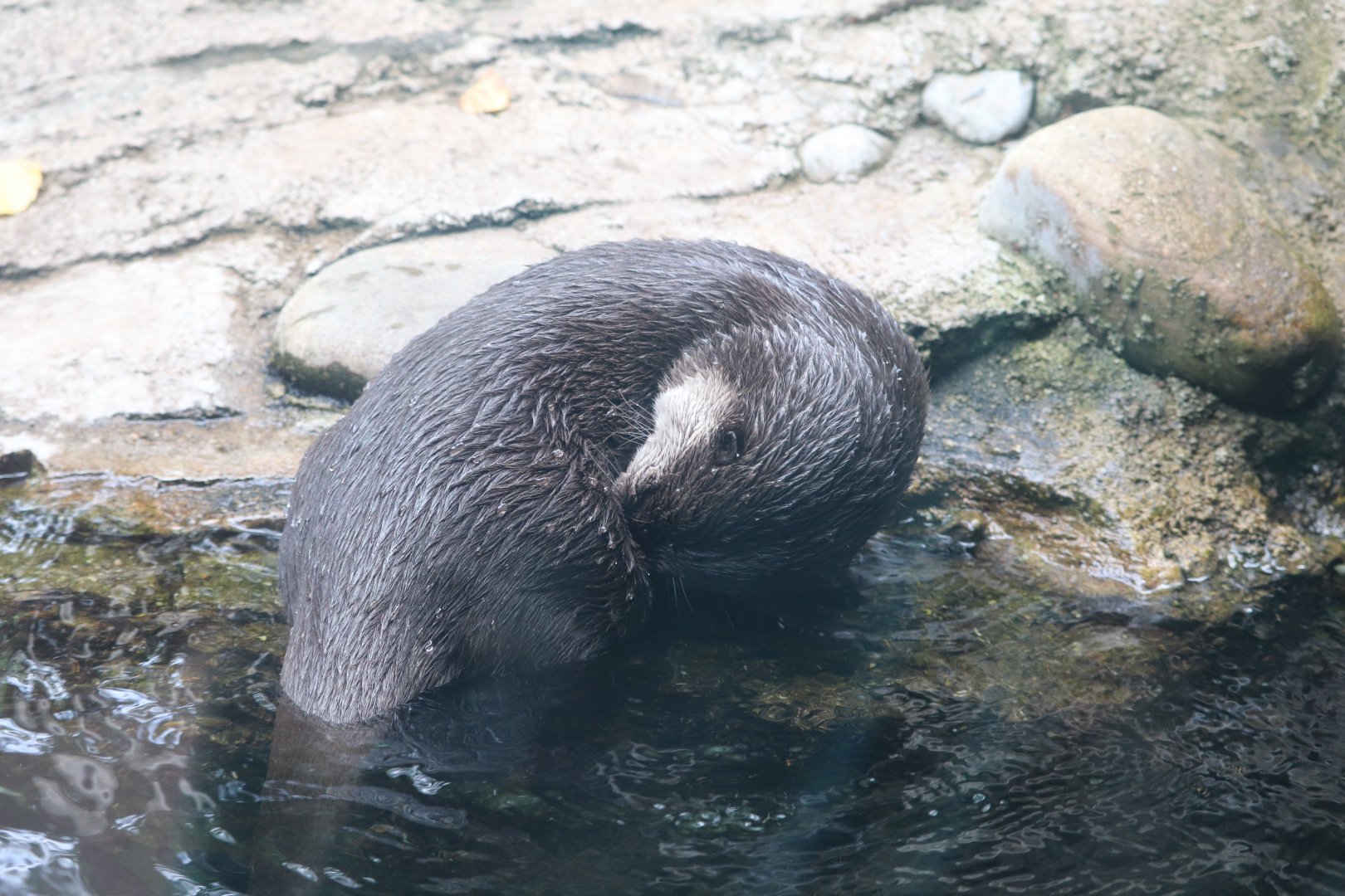 Asia Trail - Asian Small-Clawed Otter