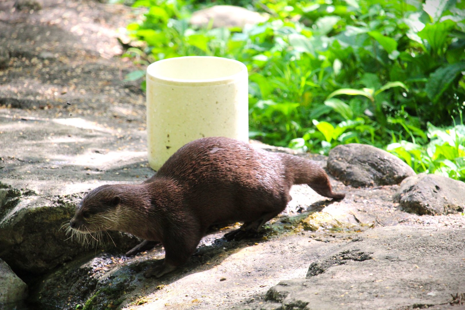 Asia Trail - Asian Small-clawed Otter