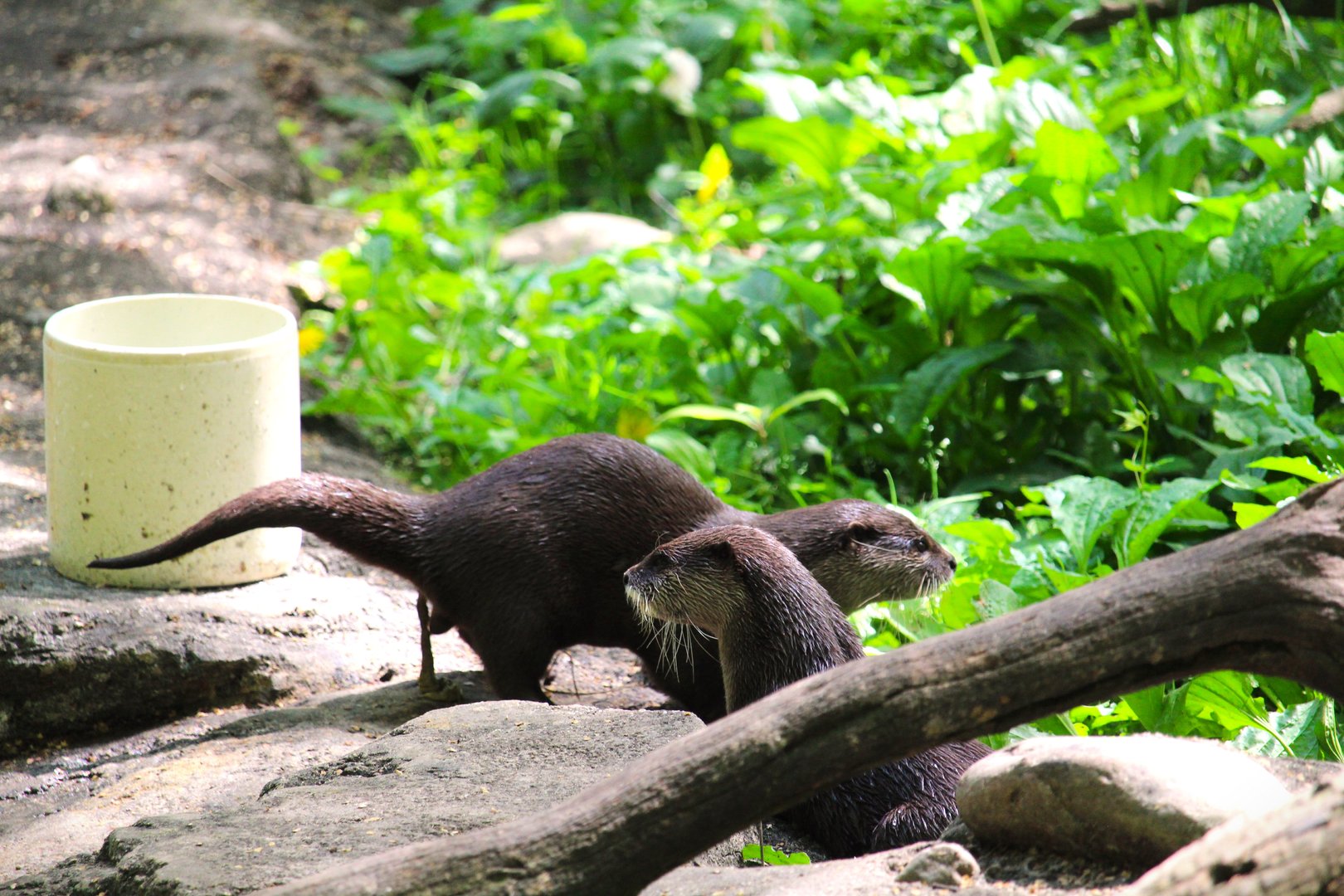 Asia Trail - Asian Small-clawed Otters