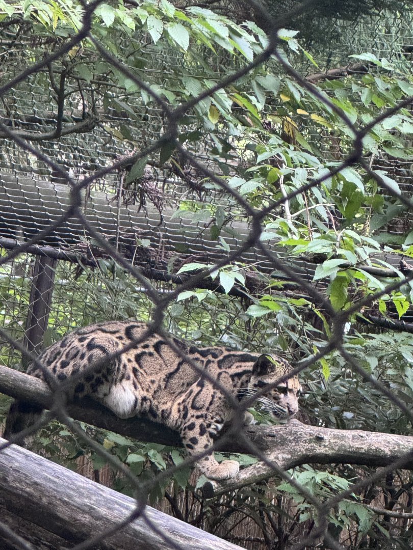Asia Trail- clouded leopard- Jilian