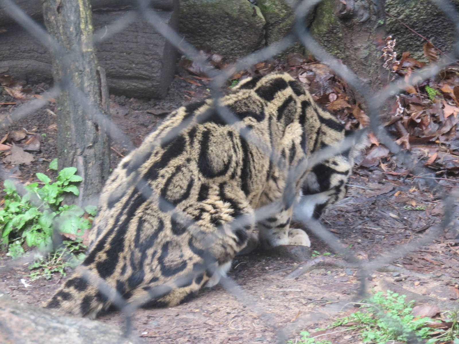 Asia Trail - Clouded Leopard