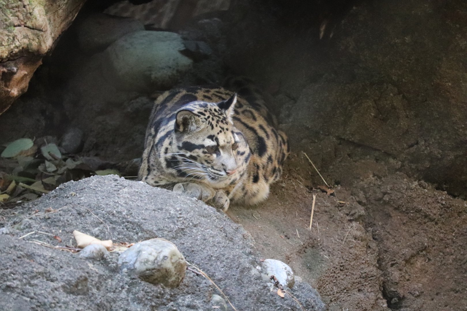 Asia Trail - Clouded Leopard