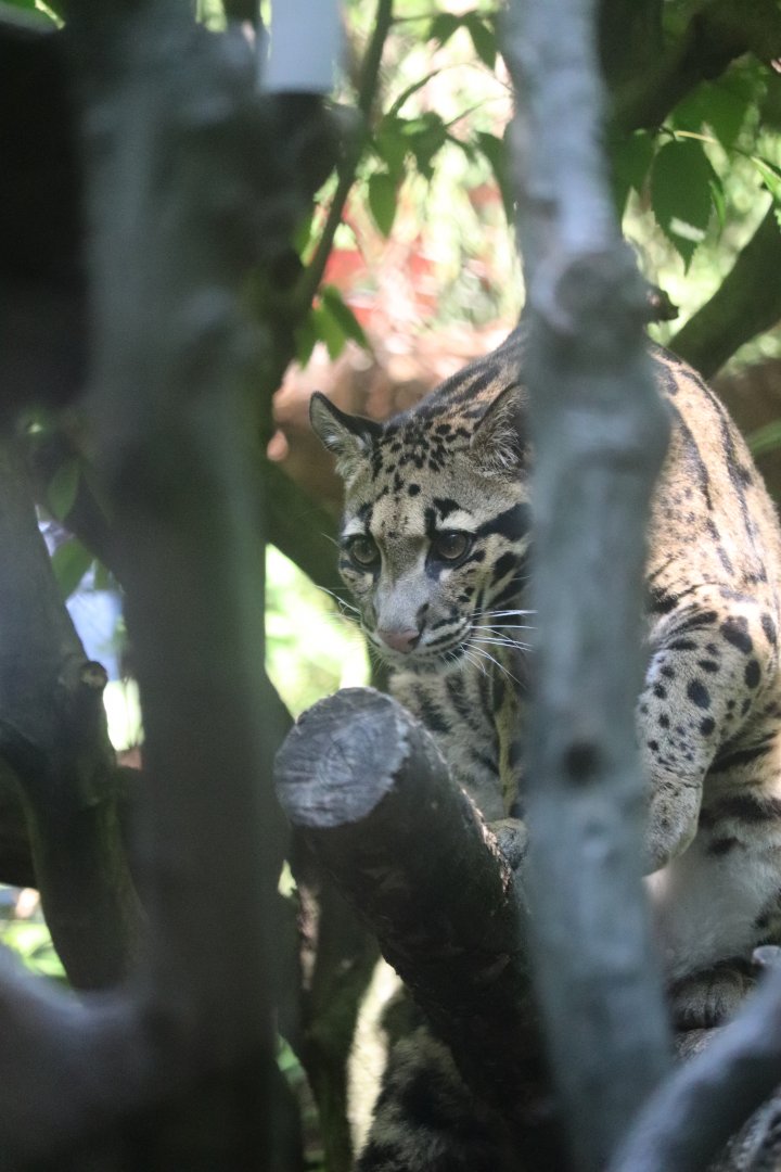Asia Trail - Clouded Leopard
