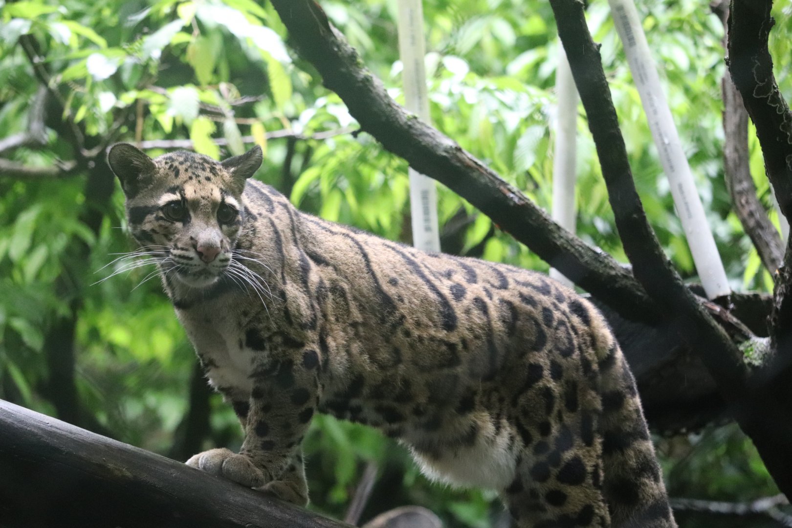 Asia Trail - Clouded Leopard