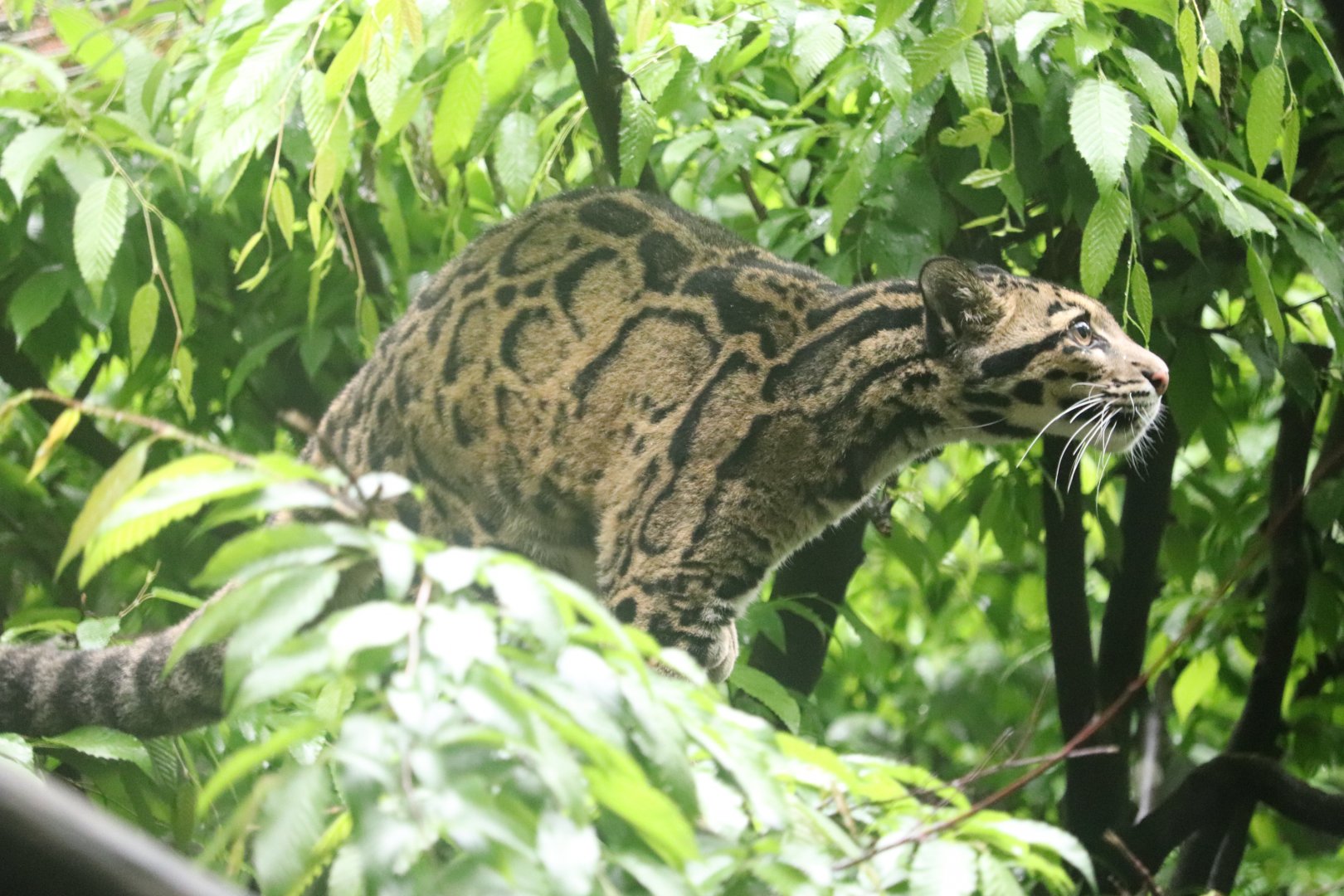 Asia Trail - Clouded Leopard