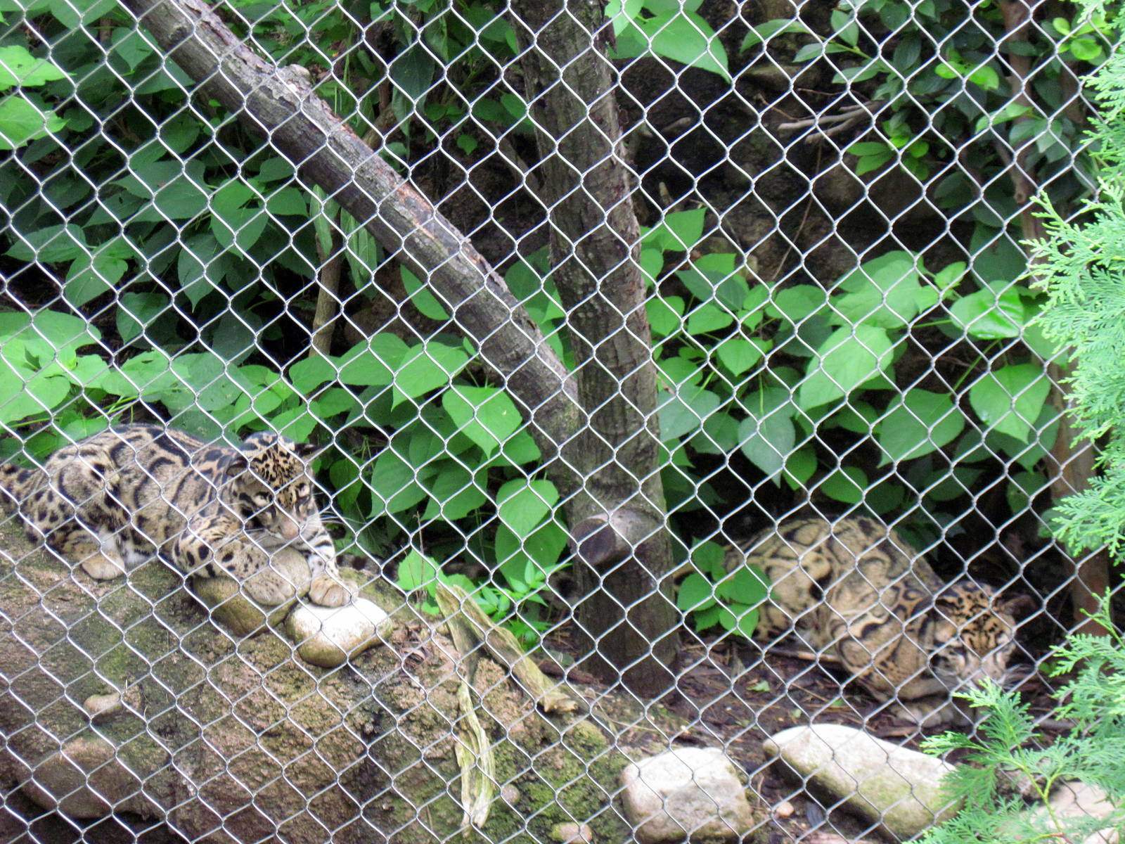 Asia Trail-Clouded Leopards