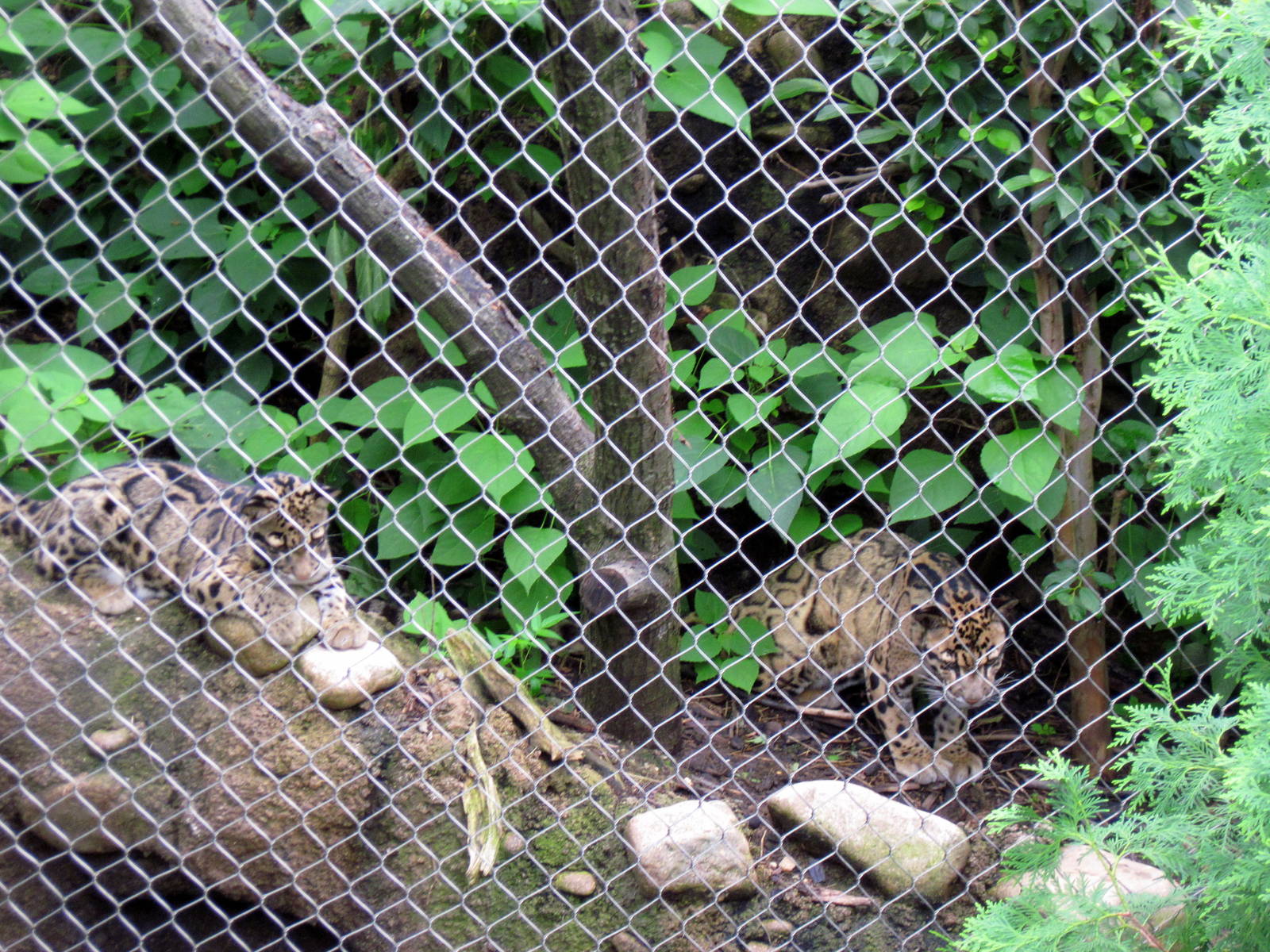 Asia Trail-Clouded Leopards