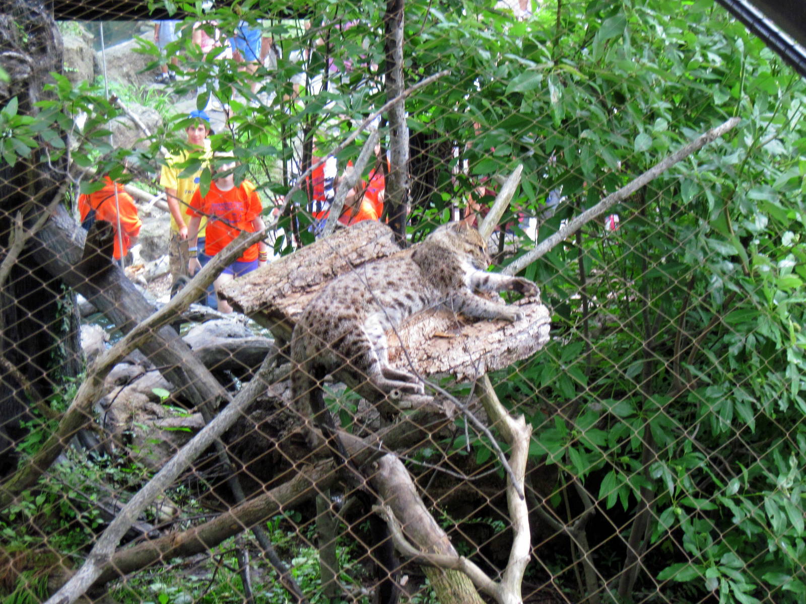 Asia Trail-Fishing Cat