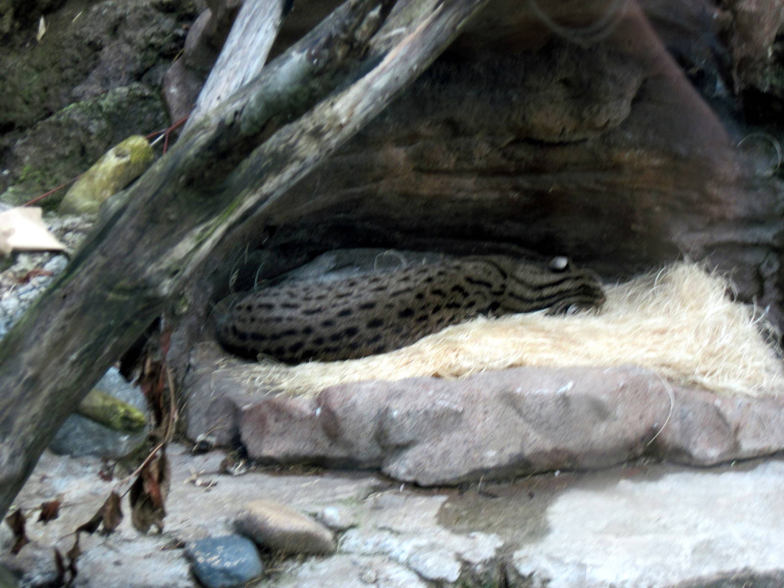 Asia Trail-Fishing Cat