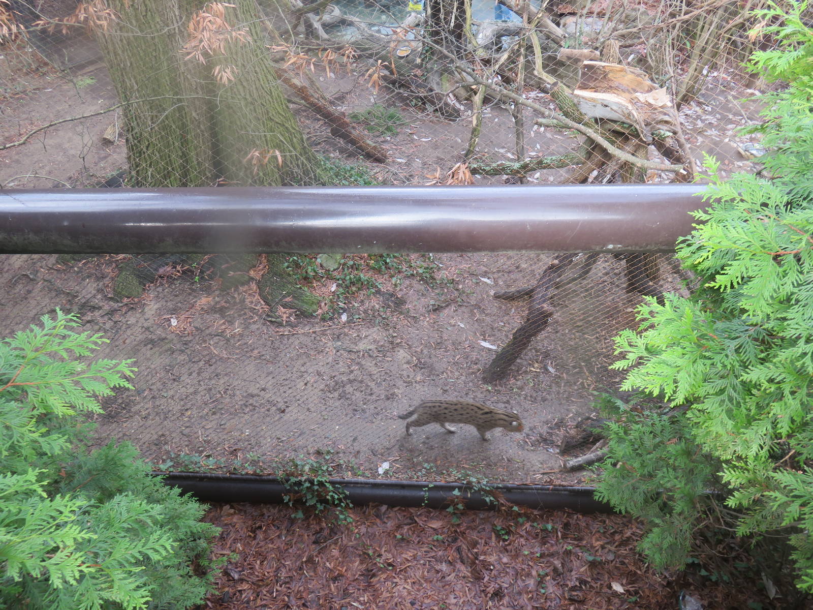 Asia Trail - Fishing Cat