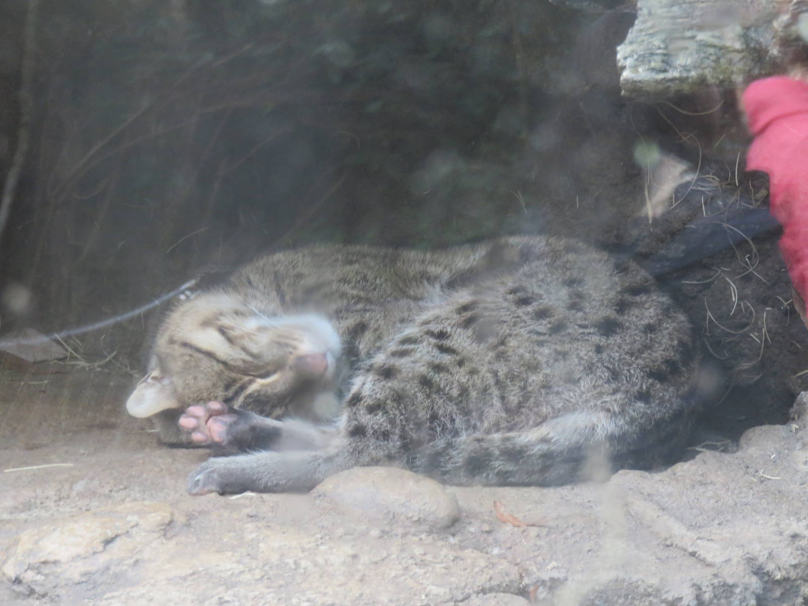 Asia Trail - Fishing Cat