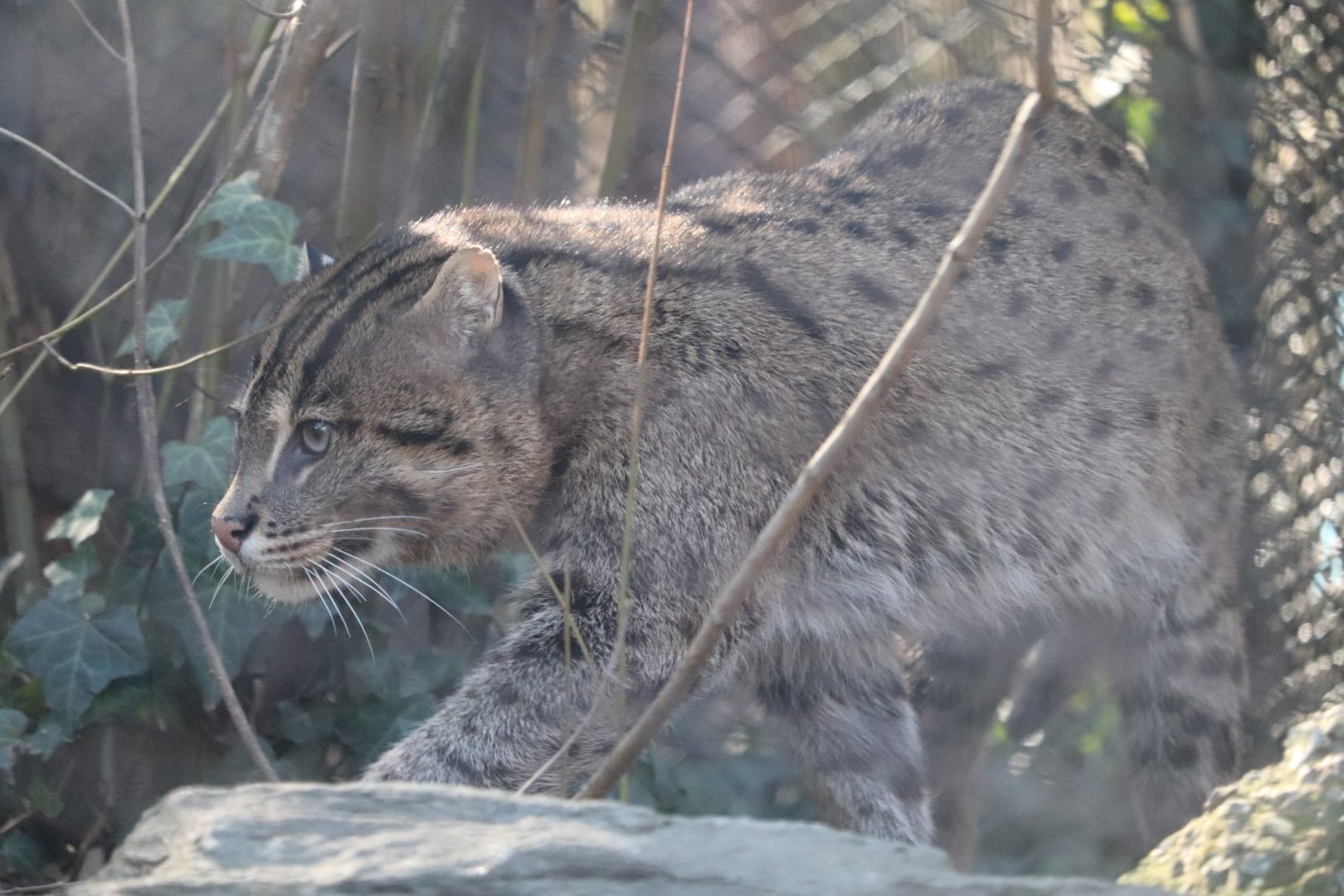 Asia Trail - Fishing Cat