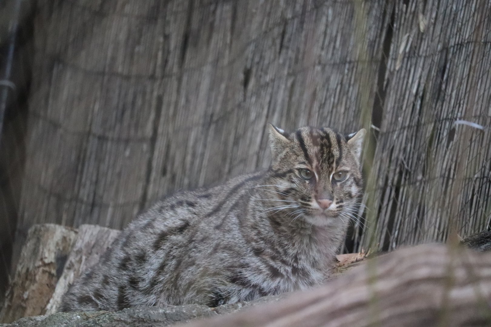 Asia Trail - Fishing Cat
